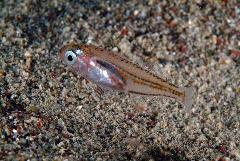 juvenile Sarpa salpa